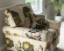 Customer Photos: Cooksbridge Chair in V&A Brompton Collection Botanical Collage 