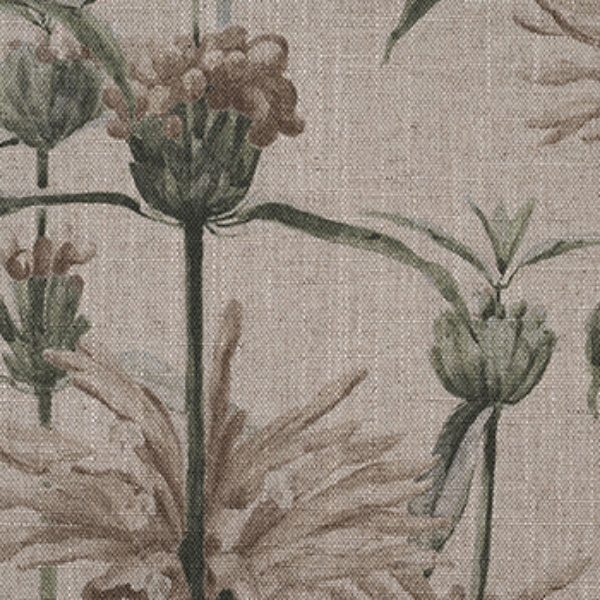 RHS Botanicals - Henry Moon Lions Tail: Oatmeal