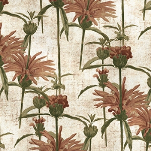 RHS Botanicals on Velvet - Henry Moon Lion's Tail: Blush
