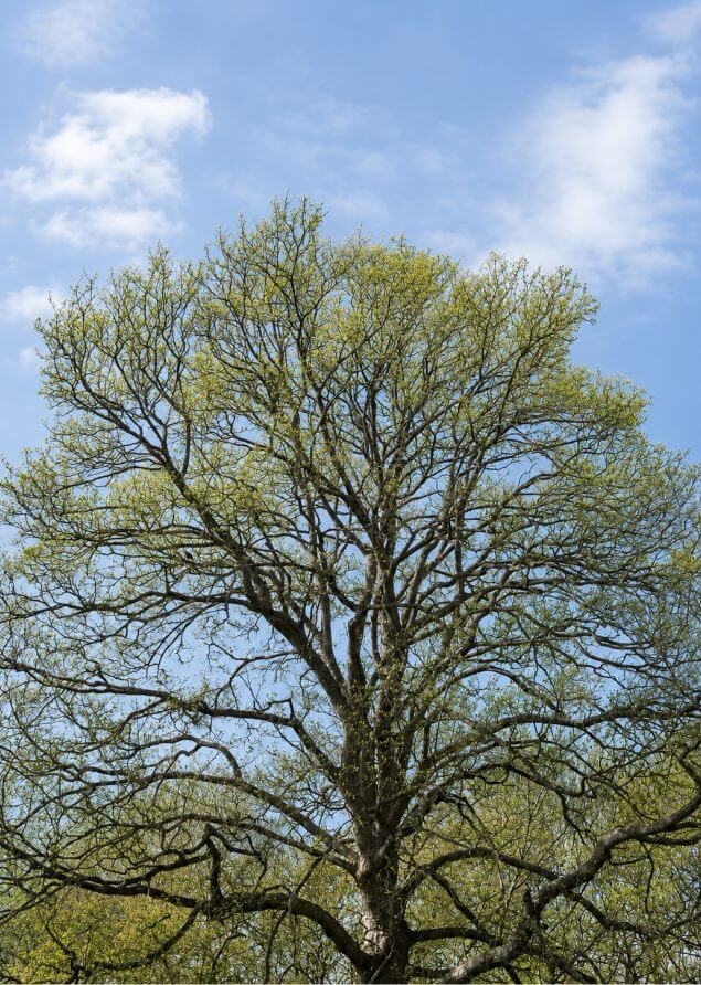 Oak tree